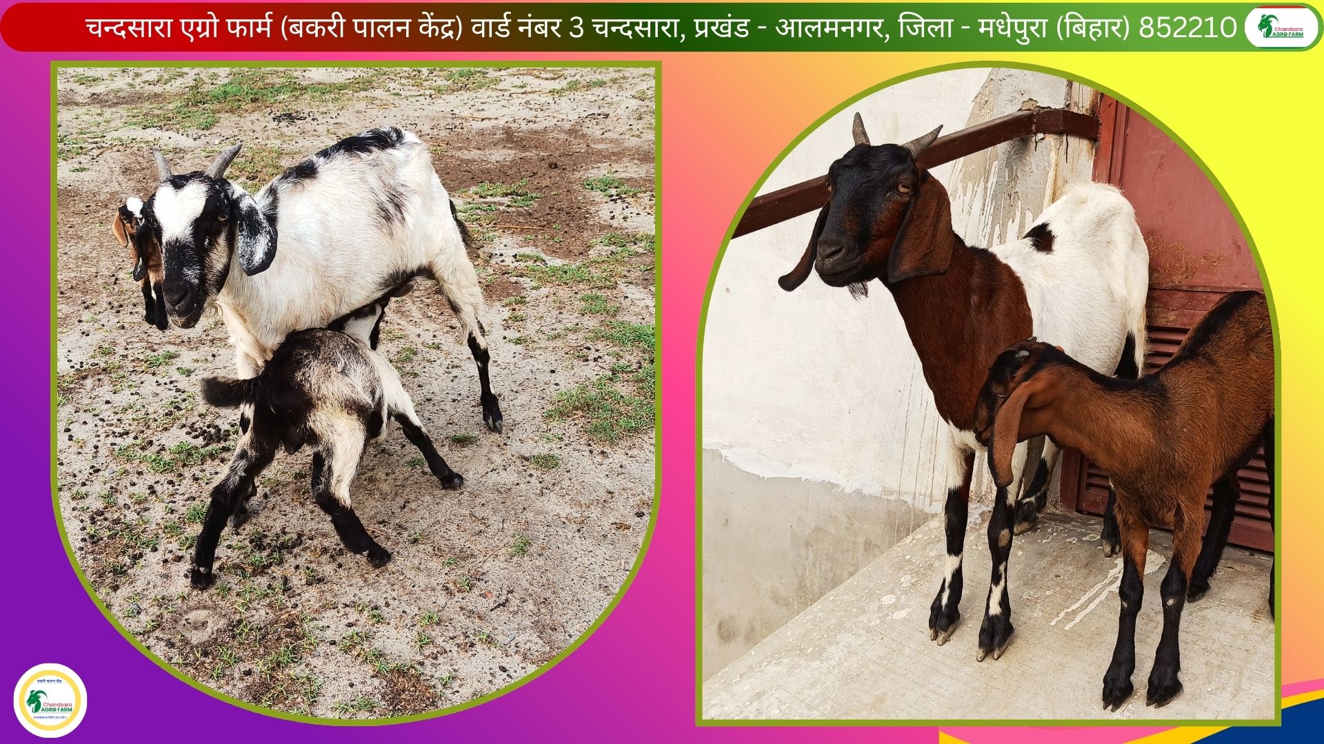 Chandsara Agro Farm (Bakri Palan) 8